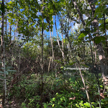 Gerik, Perak 8.8 Acres Agricultural Land For Sale..