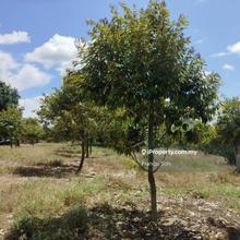 Riverside durian farm for sale 