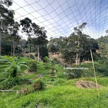 Agriculture Land Sale at Sungai Ara with Car Road Access Durian Farm