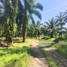 2 Acres Agricuture Land Bukit Cheeding Kuala Langat For Sale