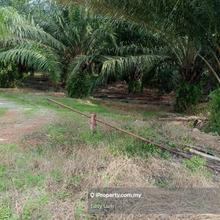 Kuala selangor oil palm for sale