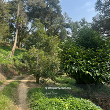 Raub durian farm ready trees and next to road