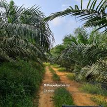 Negeri Sembilan Kuala Pilah Johol 501 ac Palm Oil &  Residential Land 