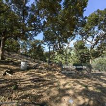 4 Acres Freehold Old Trees Durian Farm Cheroh Raub