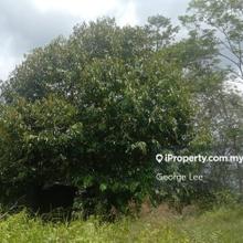 Lfs067 Raub Pahang, Agriculture Land and Durian Tree