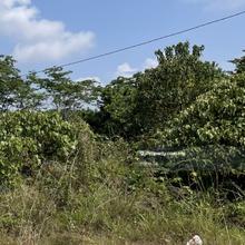 Pinang Tunggal Agriculture Land for Sale