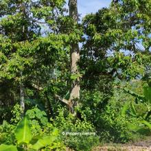 3.28 acres Durian Farm Land in Kg Baru Sg Muntuh Jelebu N9