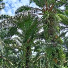 Palm Oil Plantation @ Labu Besar, Kulim for Sale