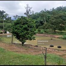Bentong 6 Acre Agriculture land (Acacia) with durian for Sale