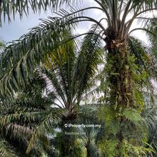 Agriculture land for Sale