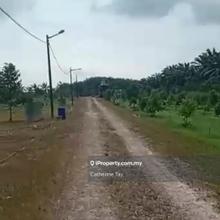 Durian Farm Kluang Johor
