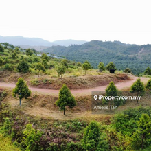 Good buy durian plantation