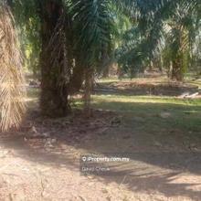 7 year old Palm Oil // Daerah Rembau // Linggi//road side