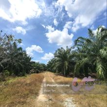 Sijangkang @ Agricultural Land For Sale