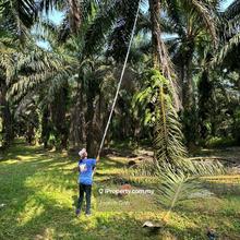 Mukim tanjung surat ,daerah pengerang ,agriculture land palm oil tree