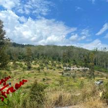 Harvesting Freehold Durian Agricultural land @ Lenggon Perak For Sales