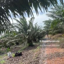 13acre oil palm land in Pekan Nanas Johor