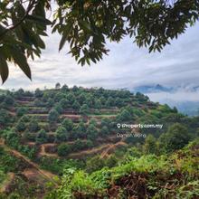 Agriculture land for Sale