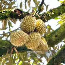 Durian Pahang @ Agricultural Land