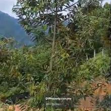 Sungai Raia Perak 11.5 Acres Durian Estate Agriculture Land For Sale 