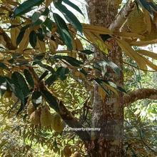 Agriculture land for Sale