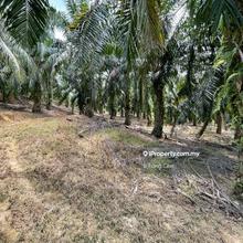 Freehold Negeri Sembilan Dangi Kuala Pilah Oil Palm Agriculture Land