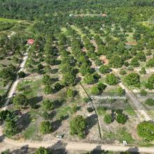 12 ac Matured Mk Durian Farm for Sale in Karak Cinta Manis (Kg Sertik)