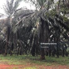 74 acres Agricultural Land for Sale in Chuping Perlis