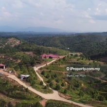 141 Acres Durian Farm Freehold, Near Town, Concrete Road, Musang King