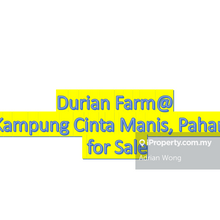 Acres Durian Farm @Kampung Cinta Manis, Pahang For Sale
