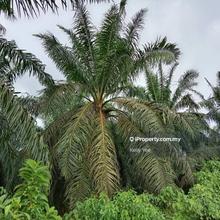 Palm Oil Plantation @ Serdang for Sale