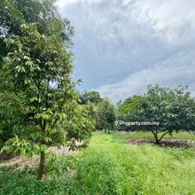 Durian fruits land for sale gelang patah