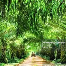 Agriculture land for Sale