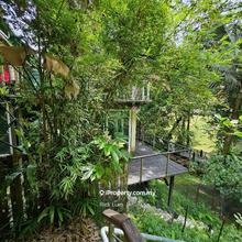 Beautiful Bungalow with trees towering to the sky and birds singing 