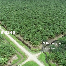Agriculture Land in Kuala Langat for Sale!