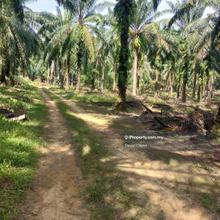 Worth Deal // 20 years Palm Oil // Jimah, Port Dickson//5.27 Acre