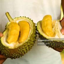 Ns Kampung Linggi Jalan Pelaseh Ulu Agri Land For Rent 3,000 Acres