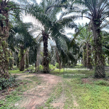 Melaka Jasin Serkam 3 plots Agricultural land for sale 