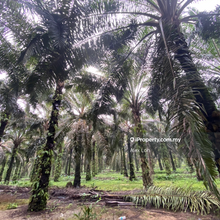 Bidor Agriculture land