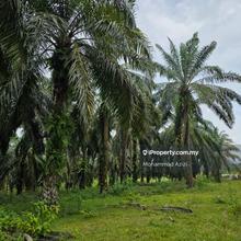 Tanah murah rtp bukit goh kotasas