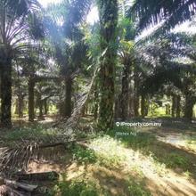 Desaru Agricultural Land for Sale