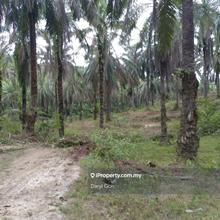 178 acres Palm oil plantation (freehold) for Sale