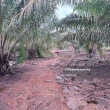 Benut pontian agriculture land for sale