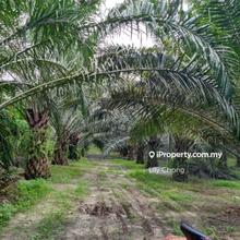 For sale Oil Palm agriculture land 