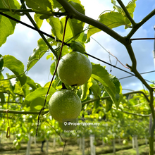 Selama 25.83ac orchard farm