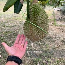Junjong, Kulim, Kedah Durian Farm For Sale, Black Thorn, Musang King.
