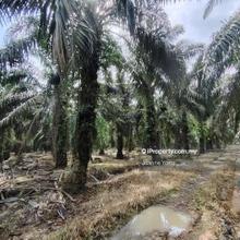 9.9 Acres Zoning Medium Industrial Land @ Pekan Nanas, Kg Batu 28