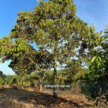Freehold Durian Land 3.15 Acres at Lukut, Port Dickson Near Highway