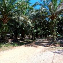 Freehold Oil Palm Land