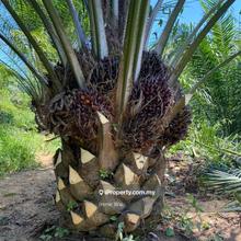 Freehold Harvesting Palm Oil Land for Sale @ Lenggong Perak